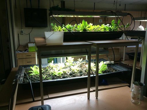 Aquaponics Technology Takes Root at EIPS School | Elk ...